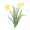 Daffodil Flower Wall Stencil | 2113 by Designer Stencils | Floral Stencils | Reusable Art Craft Stencils for Painting on Walls, Canvas, Wood | Reusable Plastic Paint Stencil for Home Makeover | Easy to Use & Clean Art Stencil